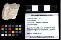 Foto (Objekt + Etiketten) von Eodromites sp. 